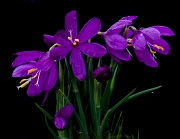 Olsynium douglasii, Grass Widows